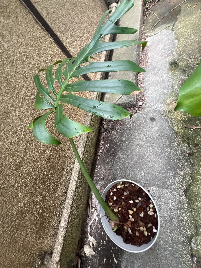 【スケルトン】ミドルカット モンステラ