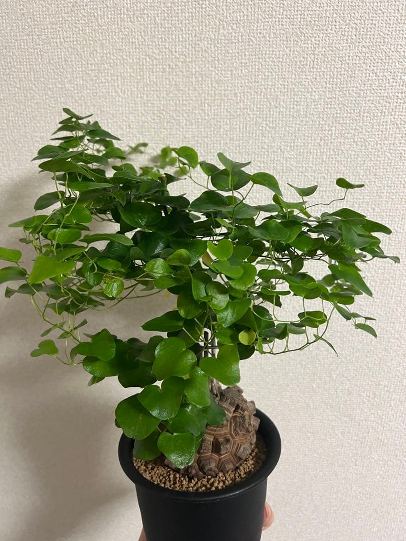 4寸鉢　亀甲竜　良形美株