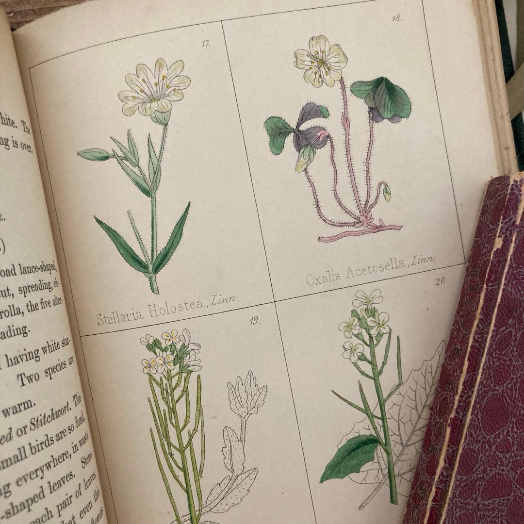 L833洋書古書 【1852年発行】大変希少なイギリスのアンティーク植物図鑑