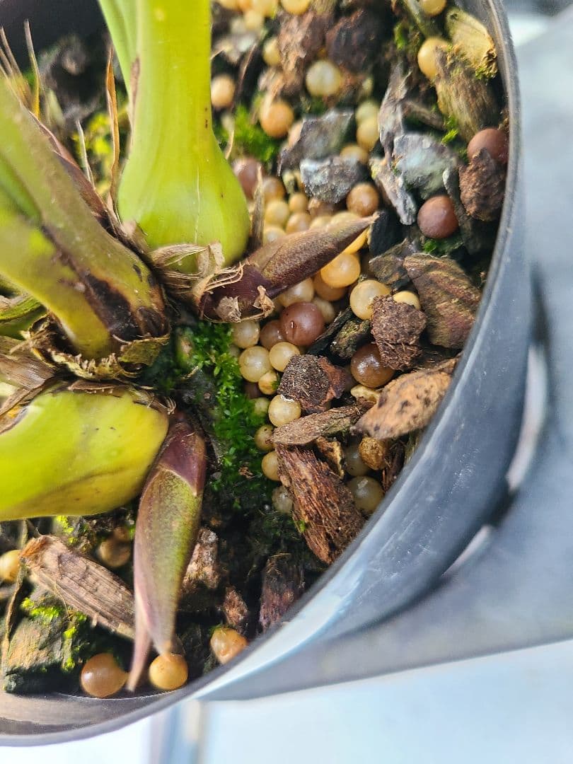 ミスマフェット。花芽合計22個。5鉢セット。蜜蜂誘引蘭。日本蜜蜂