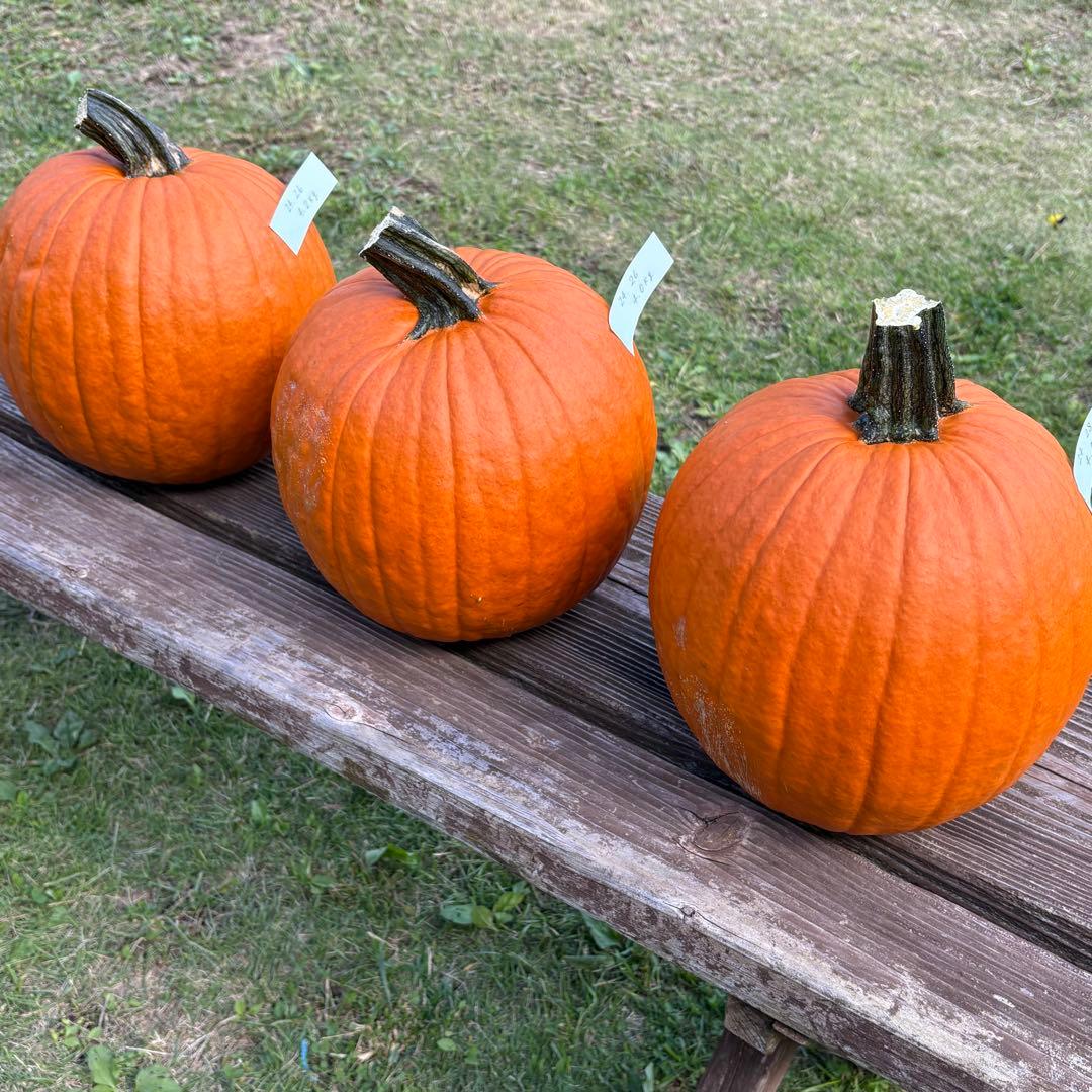 ハロウィンかぼちゃ　本物　3個セット