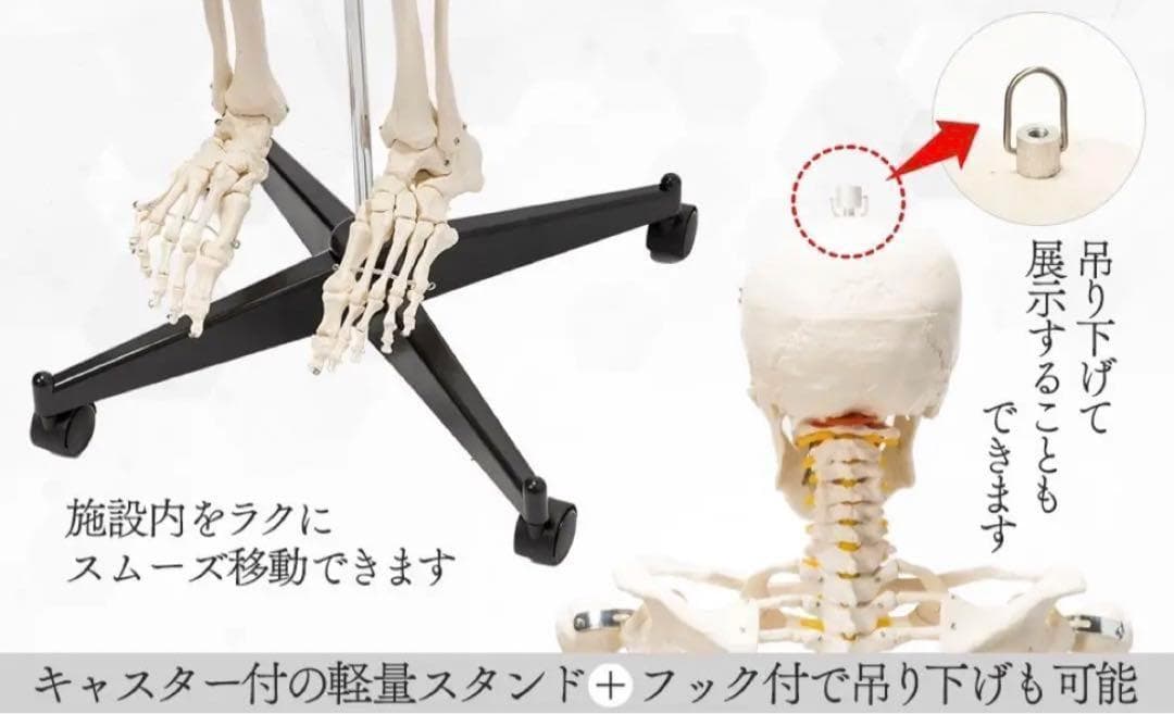 B1743等身大 人体模型 170cm神経根有り全身骨格模型 骨格標本 骸骨模型