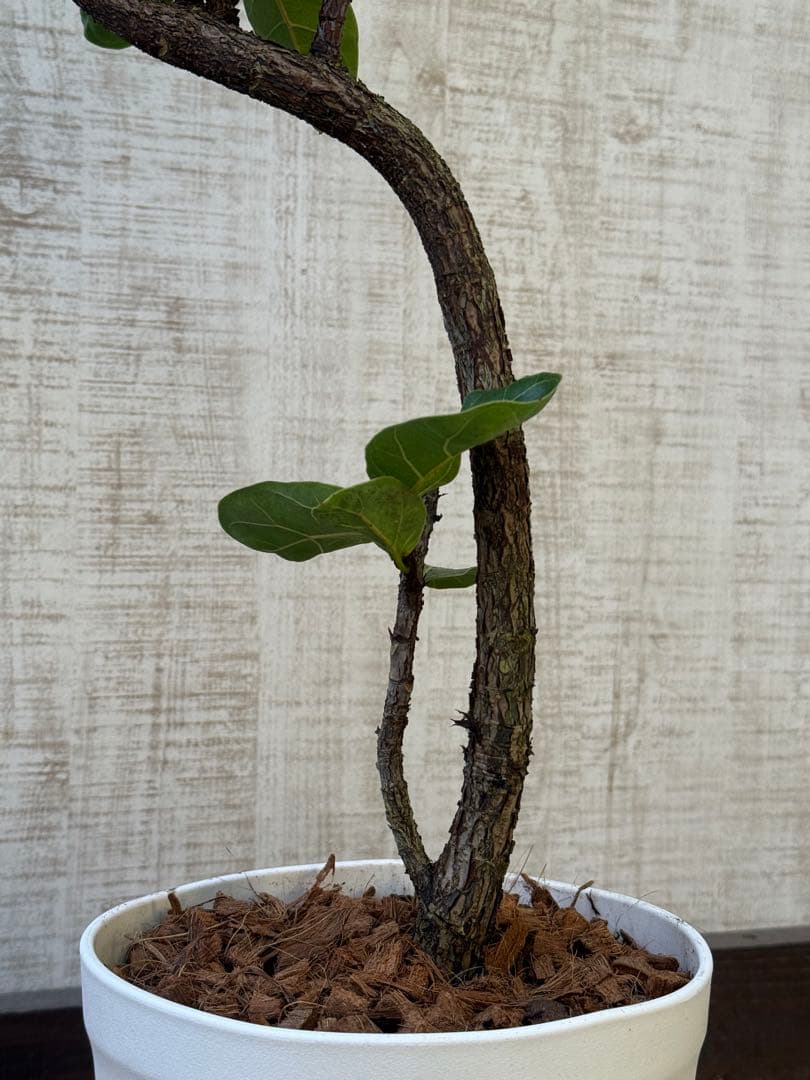 ☆ フィカス バンビーノ♪ 105cm 曲がり仕立て♪