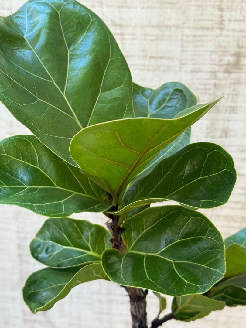 ☆ フィカス バンビーノ♪ 105cm 曲がり仕立て♪