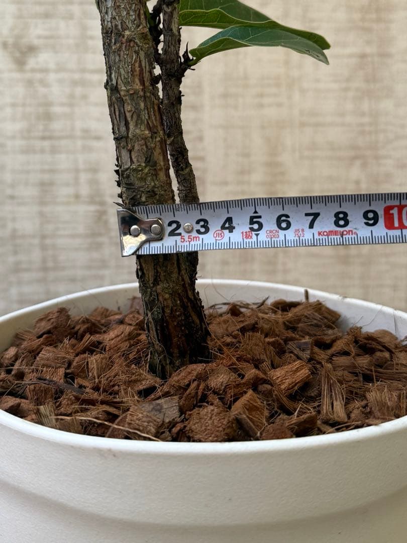 ☆ フィカス バンビーノ♪ 105cm 曲がり仕立て♪