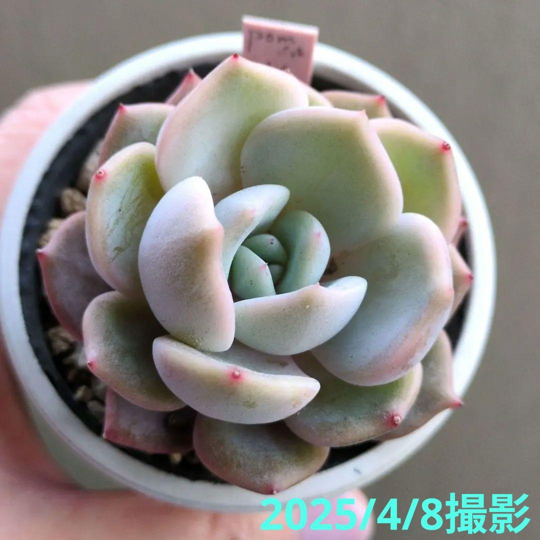 126.. 多肉植物 リモン 750円【抜き苗】