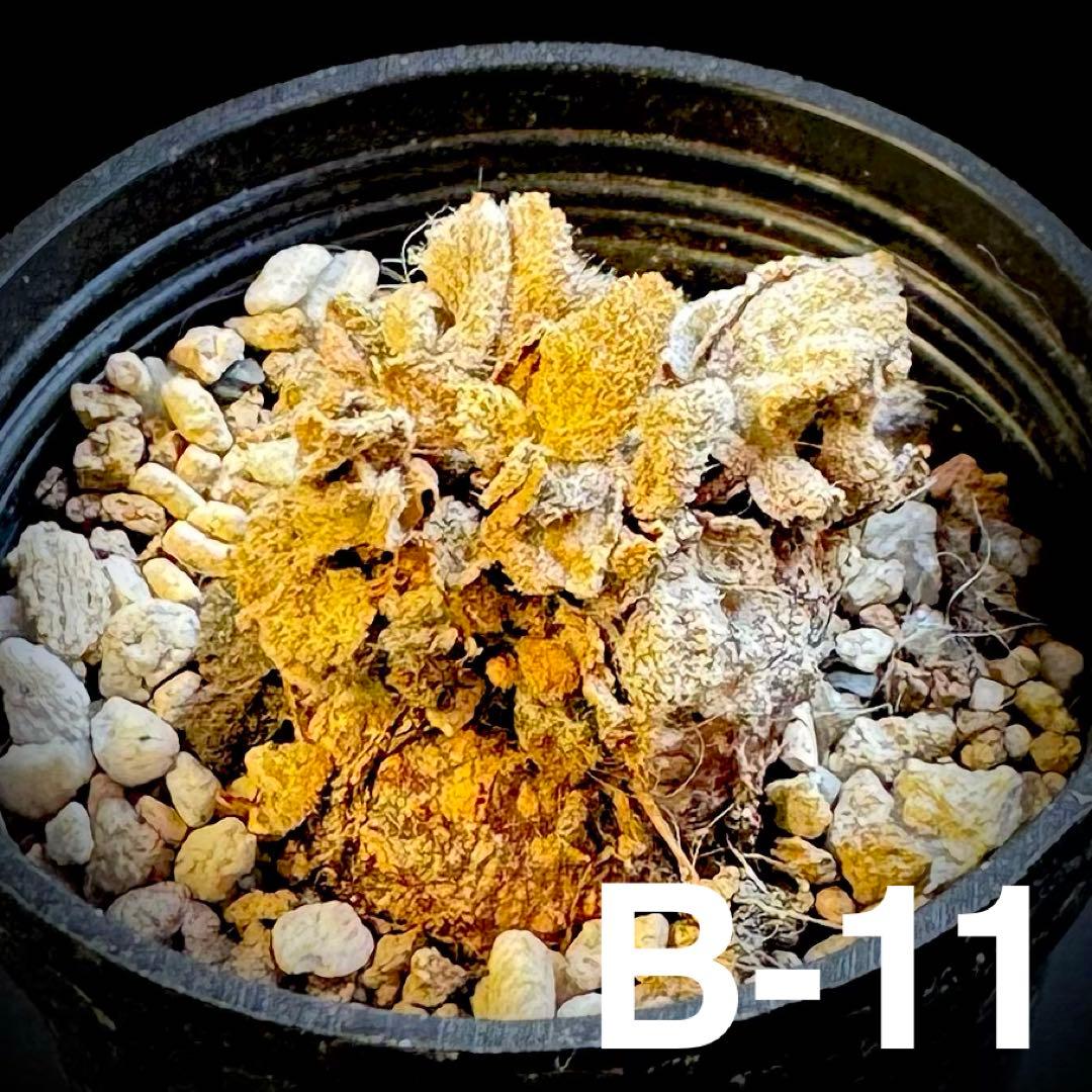 /様 塊根植物他 実生苗 2/3