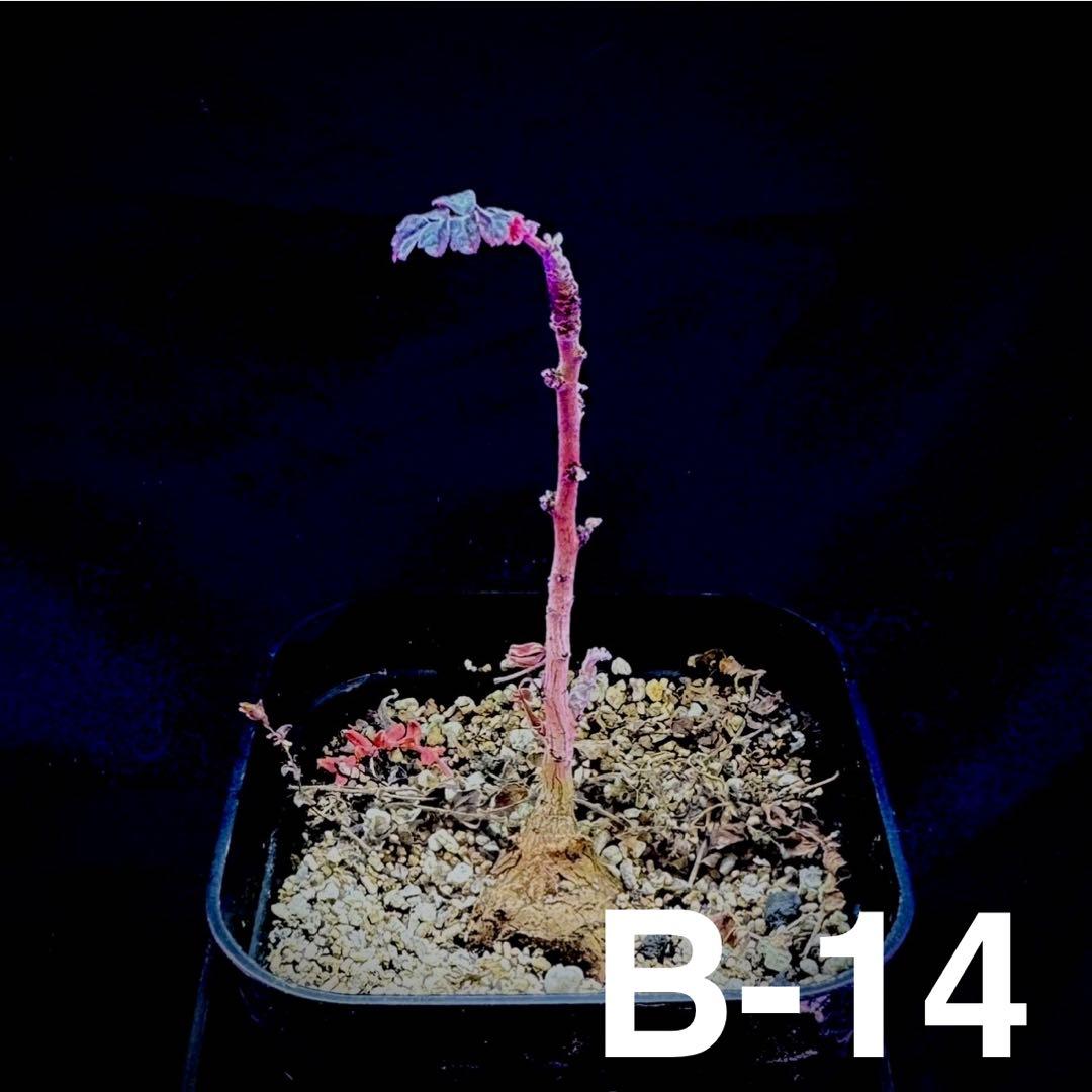 /様 塊根植物他 実生苗 2/3