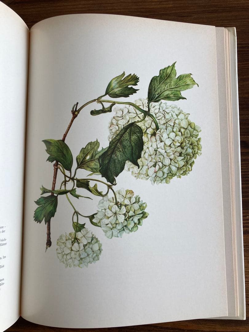 ドイツの植物画集　植物図鑑　ボタニカルアート