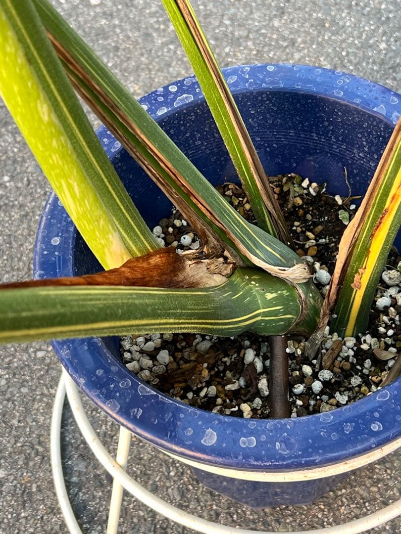 B*S様 現品モンステラ　デリシオーサ　イエローモンスター