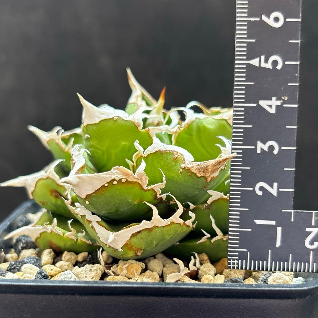 アガベ　チタノタ　流星　ブツブツ　中株