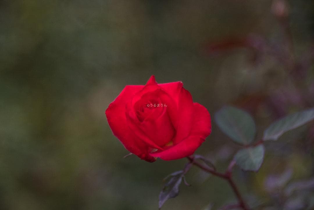 棚卸SALE！Trioplan 100mm F2.8 Leica Mマウント