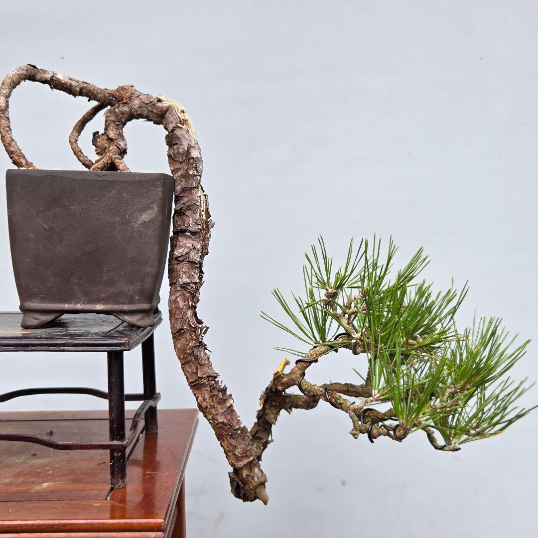 黒松　(山採り)　[懸崖]　貴風盆栽