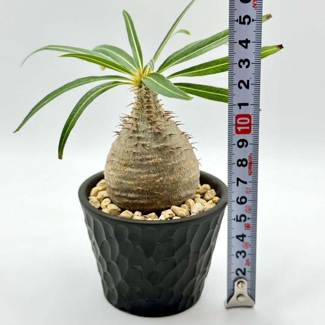 パキポディウム グラキリス 現地球 スライム型 チビグラ ミニグラTOKY 鉢