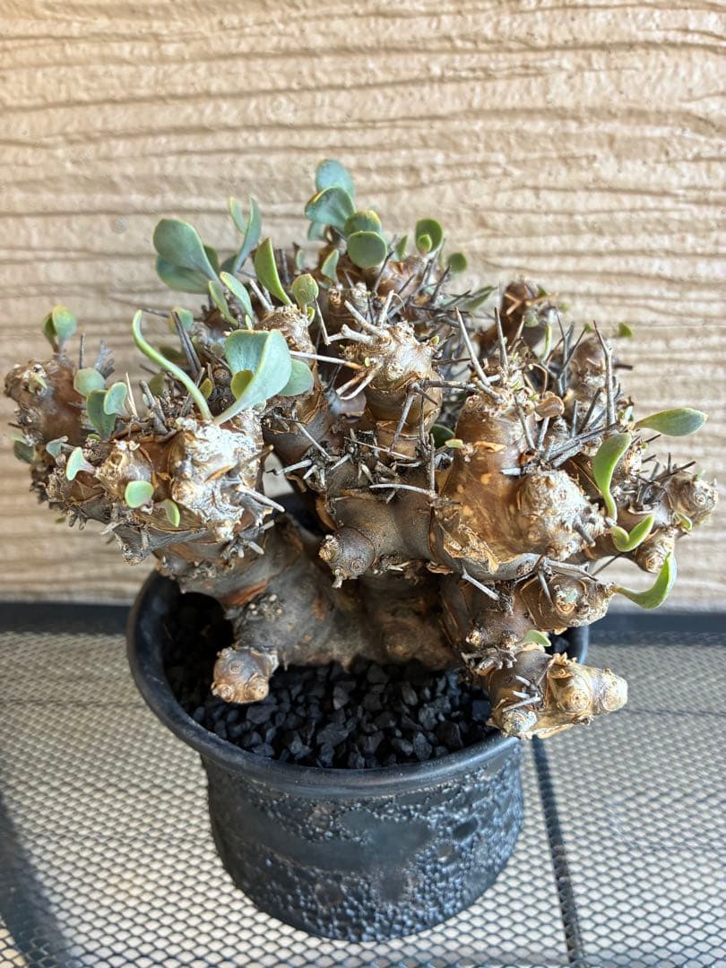 オトンナ ユーフォルビオイデス