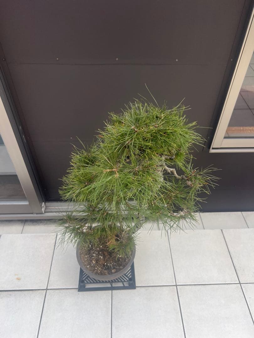 赤松 文人木 盆栽 高さ約90cm