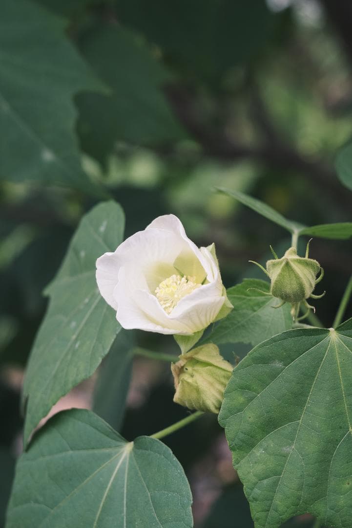 珍しい山崎磨き！Leica Elmar 90mm F4 オールドレンズ