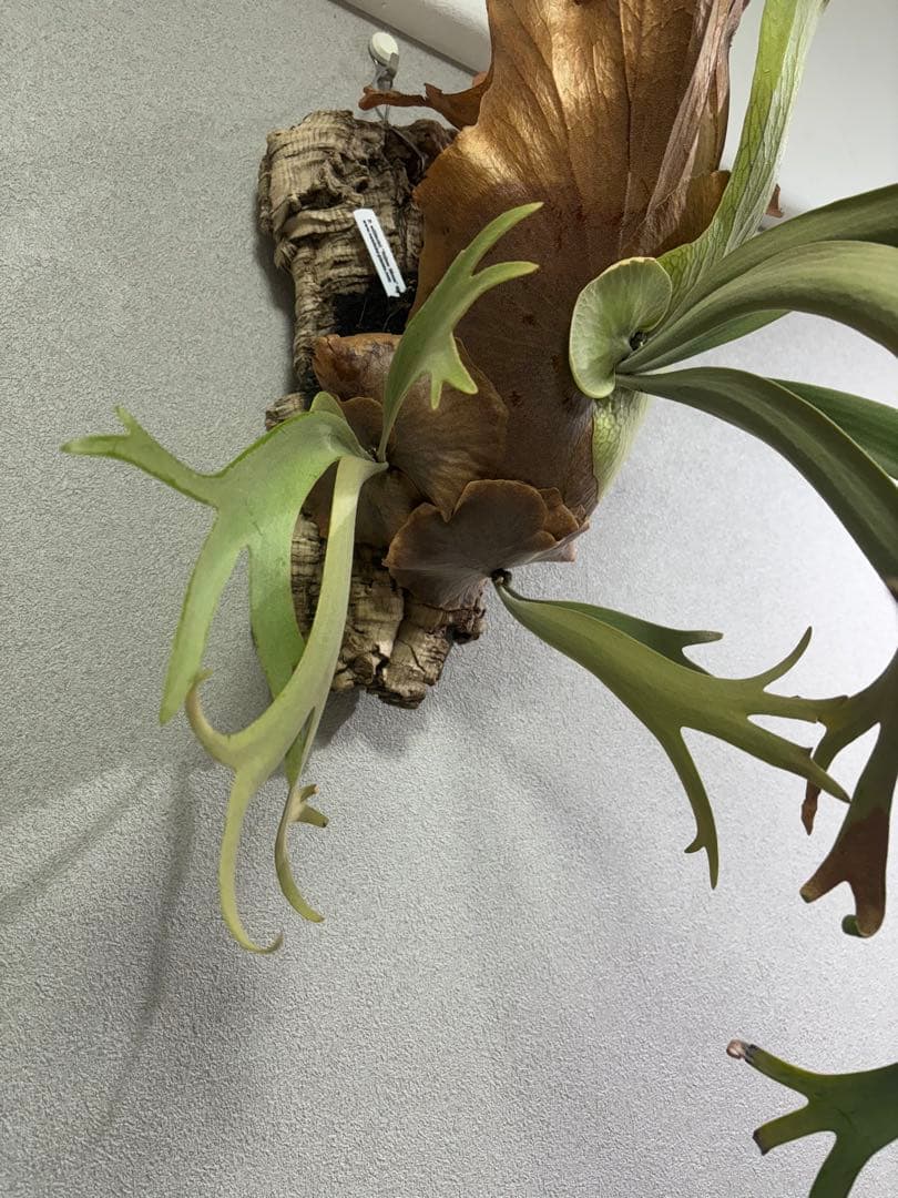 ビカクシダ イエロームーンスポア 親株