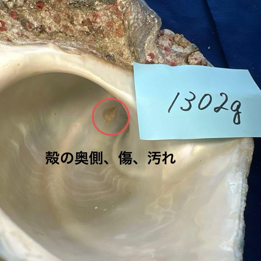 夜光貝　ヤコウ貝　まとめ売り　12個　15kg アクセサリー　ルアー