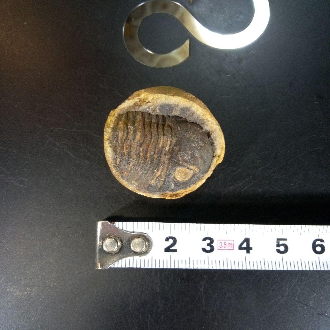 三葉虫　化石　ボリビア産　南アメリカ　trilobite　南米産fossil⑥