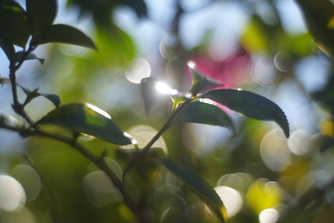 Primoplan 58mm f1.9V 整備済 マウントアダプタ付