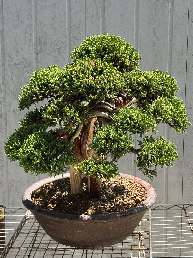 中型盆栽( 引取限定　) 大阪府和泉市