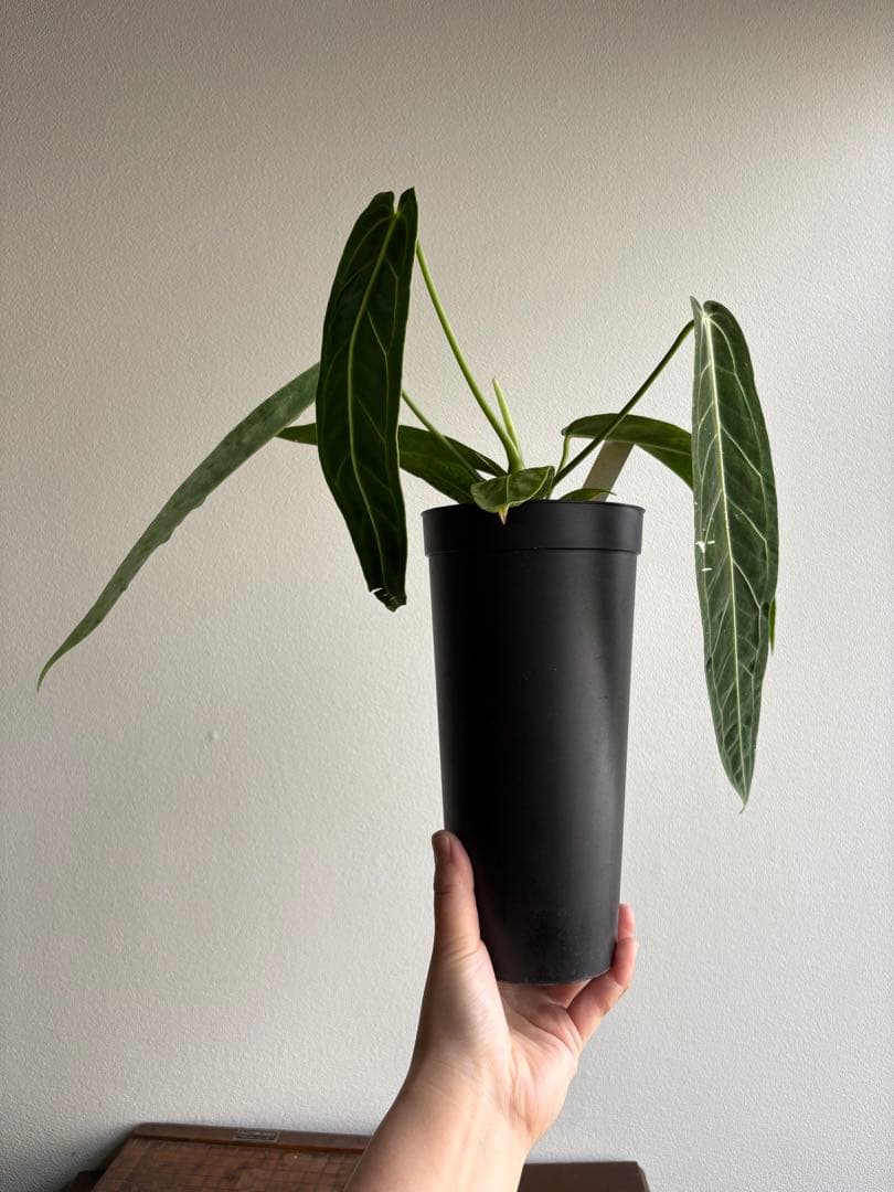 アンスリウム ワロクアナム 3号 ロングポット ⑨