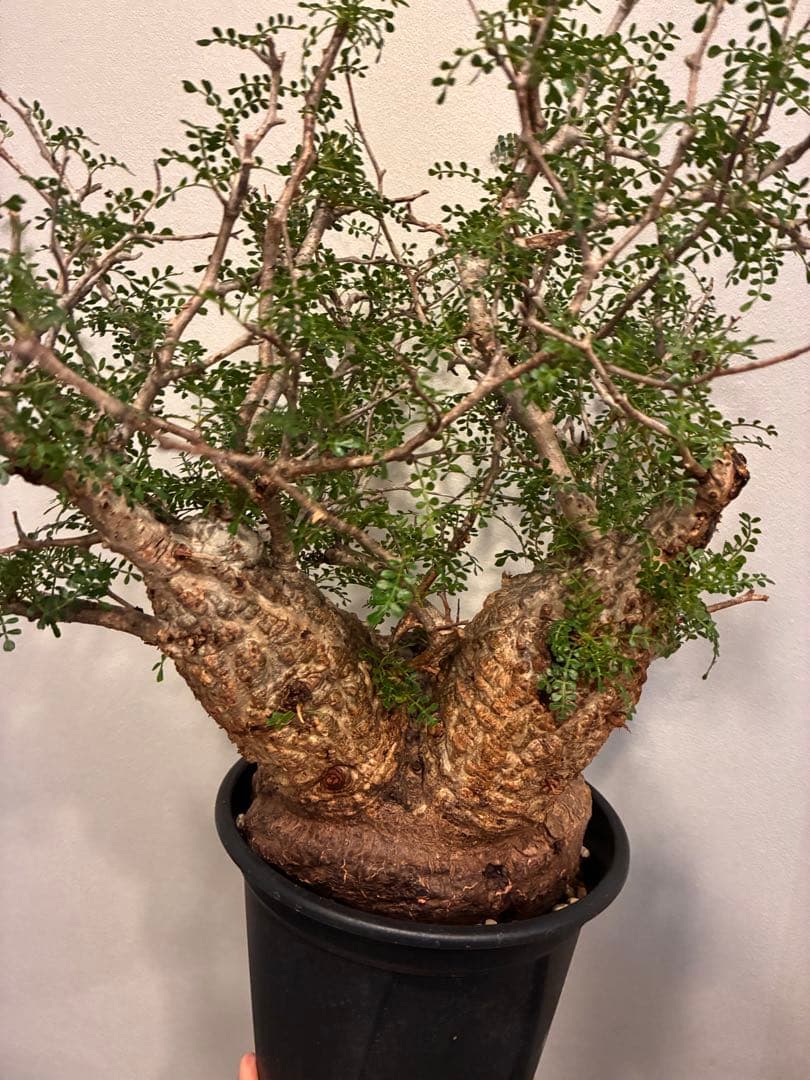 オペルクリカリア　パキプス　発根済株