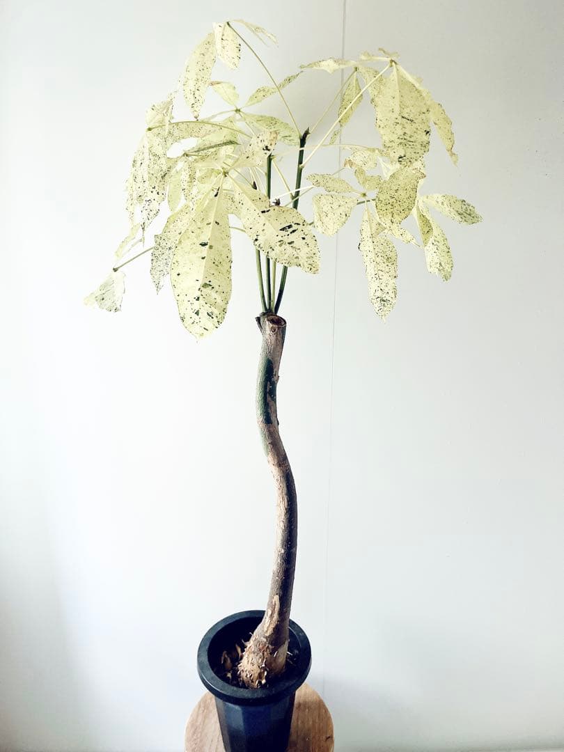 【希少】パキラミルキーウェイ 曲がり 接木 観葉植物 大型 室内