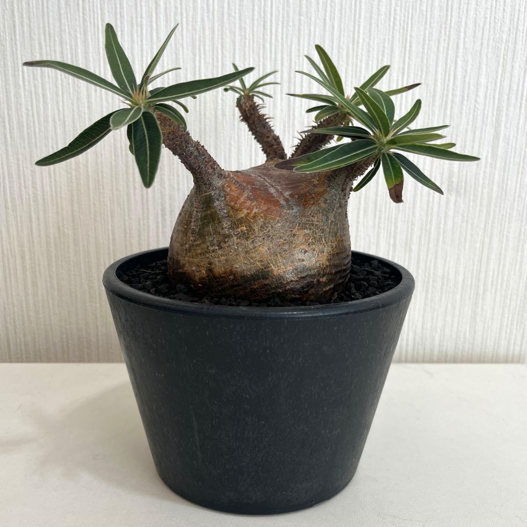 パキポディウムグラキリス 現地球 発根済 2年管理株 現品鉢ごと発送