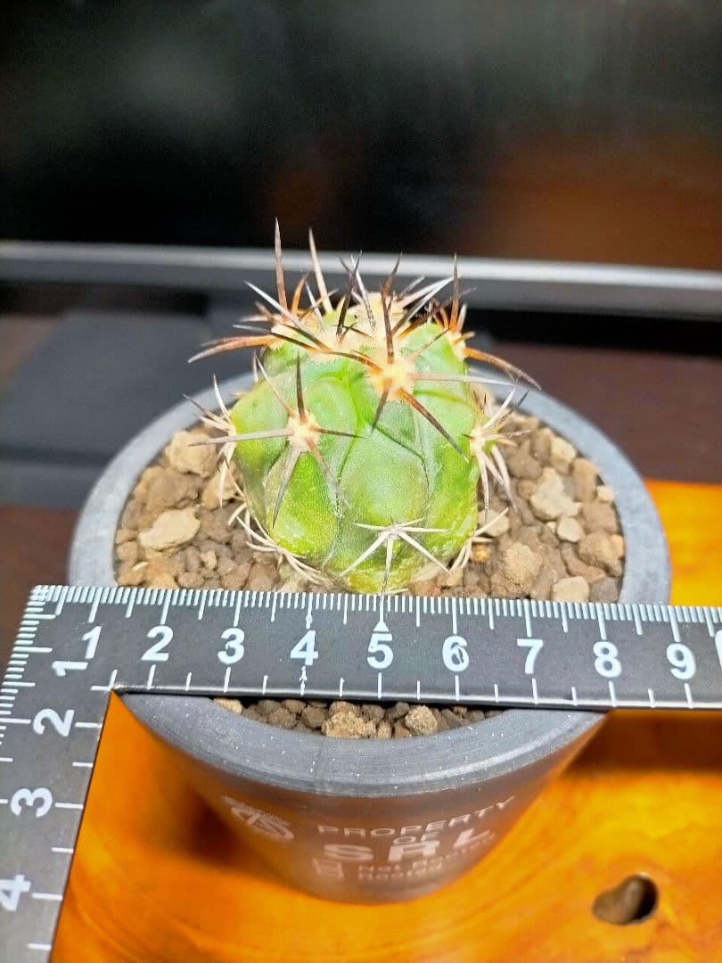 サボテン コピアポア 黒王丸×帝冠竜 (シネレア×カルデラナ) SRL鉢ごと配送