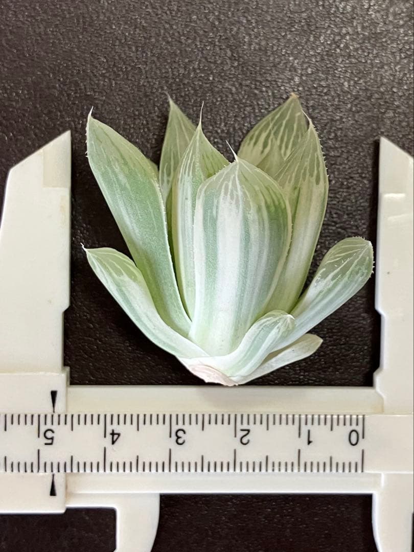 ハオルチア 白蛇伝　②