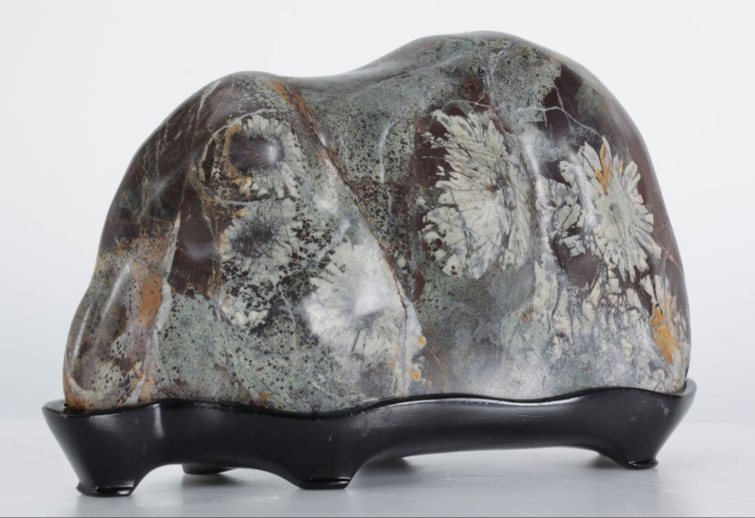 菊花石 紋石 6kg 台座付 鑑賞石 原石 自然石 美石 水石 盆石 飾石 磨石