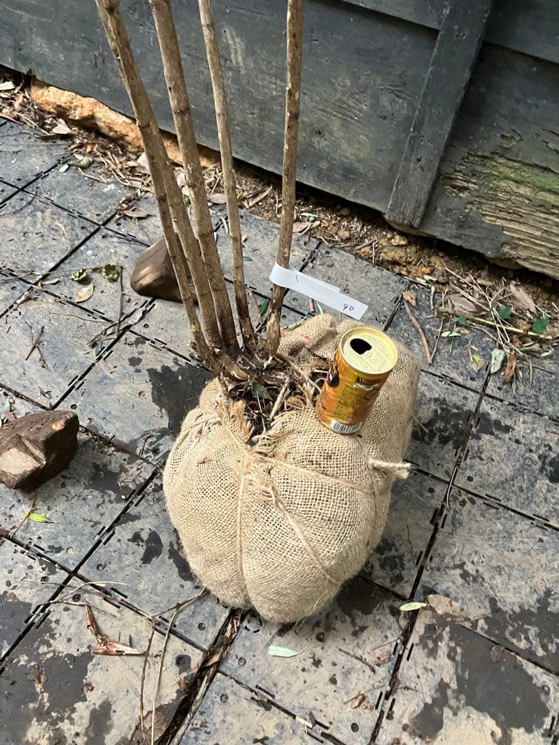 90 山採り　ウグイスカグラ