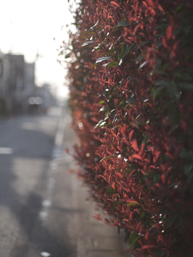 MAMIYA SEKOR C 80mm F1.9 マミヤ　中古