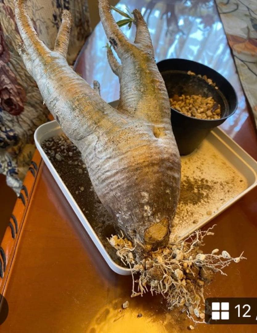 グラキリス多頭 美株 現地球