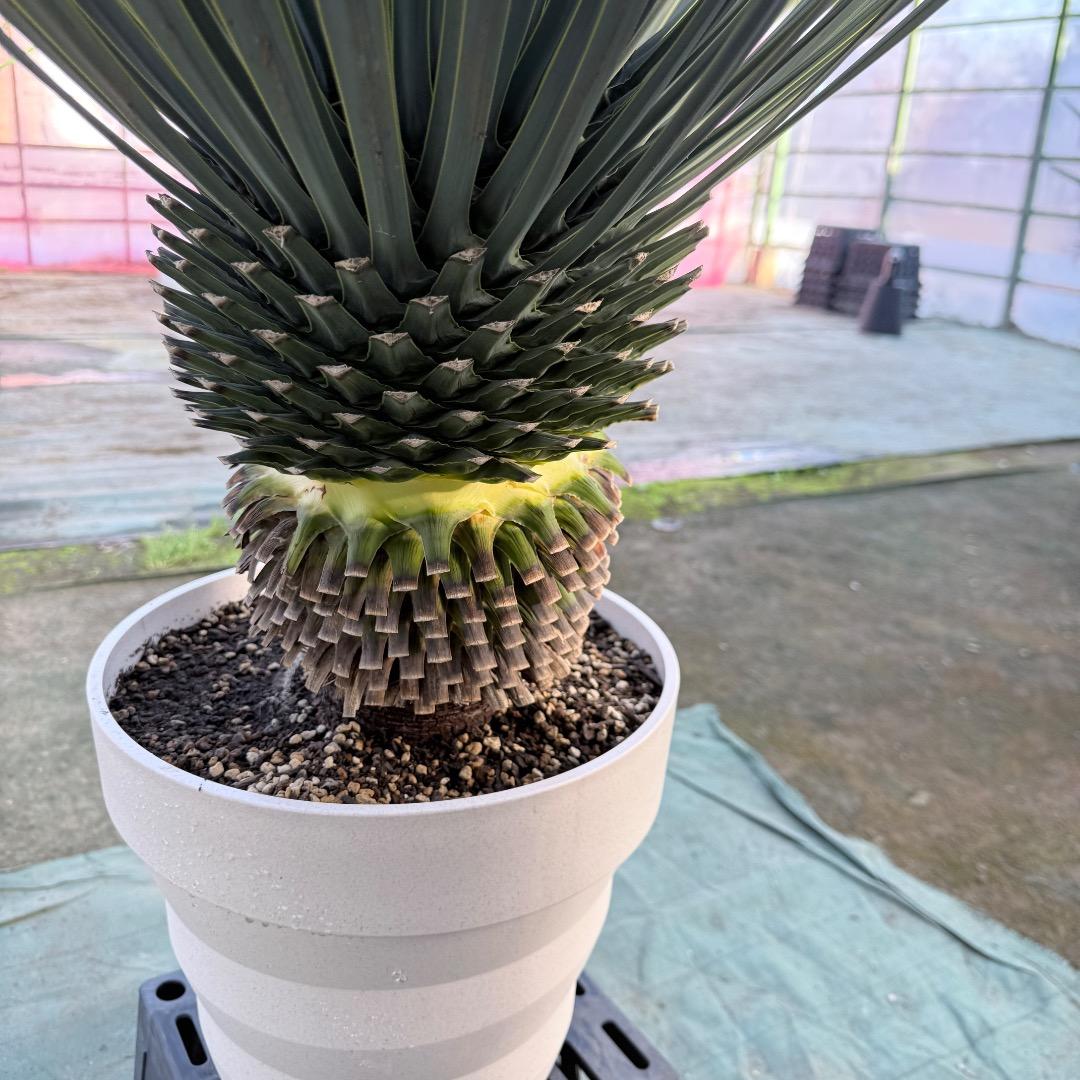 【AL1164】ユッカ　ロストラータ