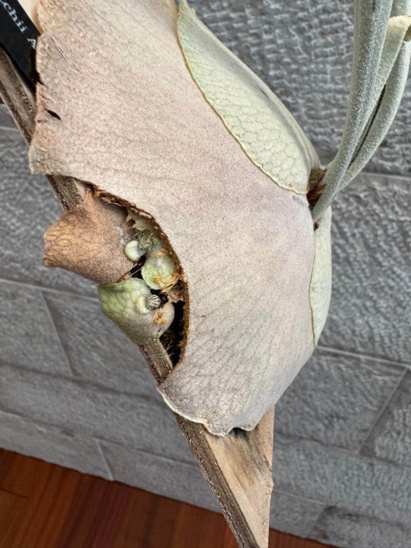 ビカクシダ P.veitchii Auburn  ベイチー AR子株