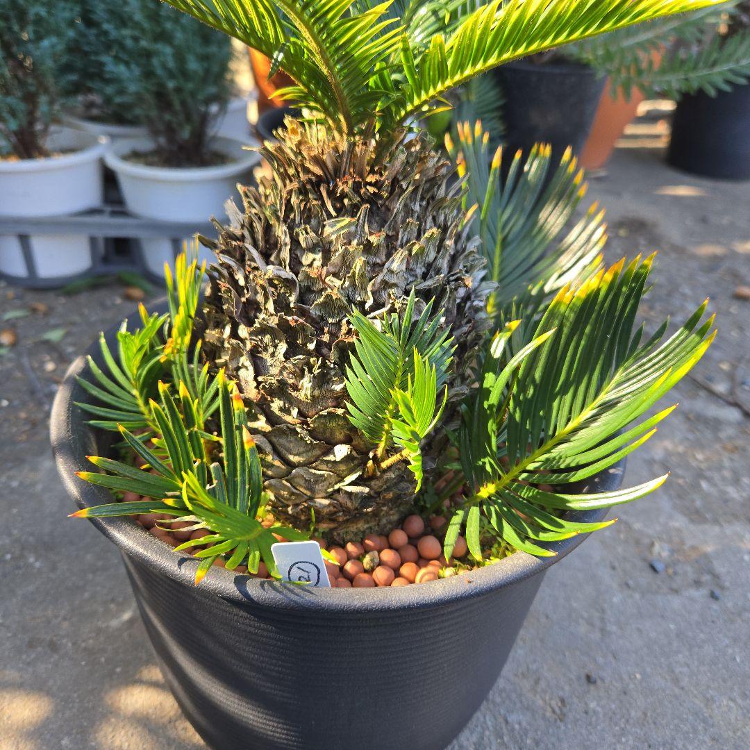 ⑳　金環ソテツ　8号　変わり葉　最高等級極上希少　不定芽沢山　期間限定セール‼️