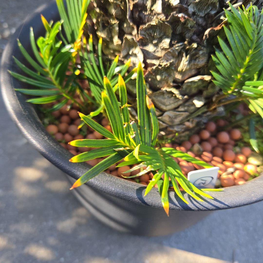 ⑳　金環ソテツ　8号　変わり葉　最高等級極上希少　不定芽沢山　期間限定セール‼️