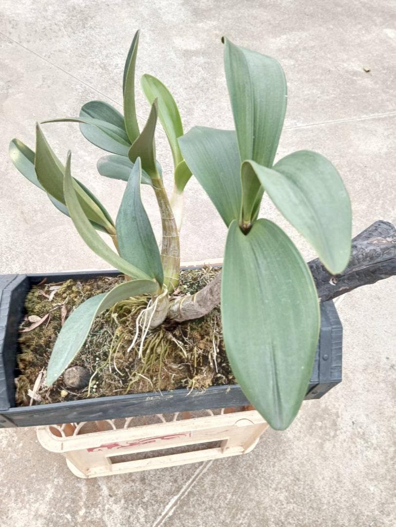 courgetteタイミンセッコク