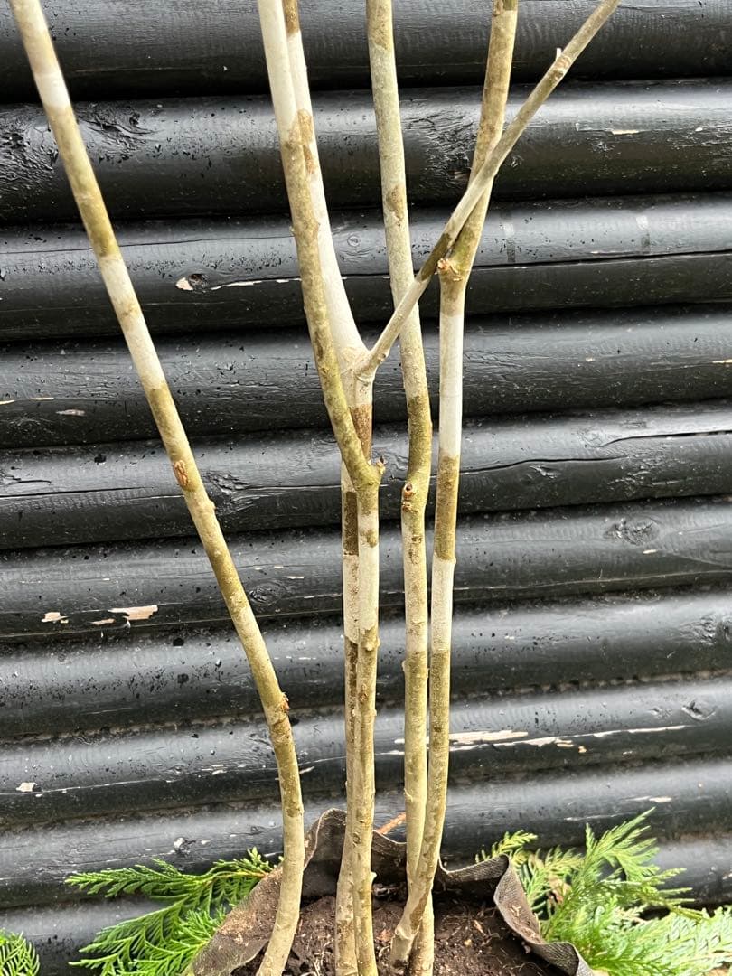 山採り天然　アオダモ　５本株立　100