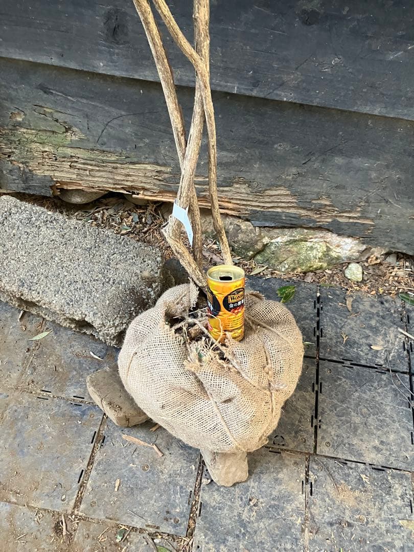 81 山採り　ニシキギ