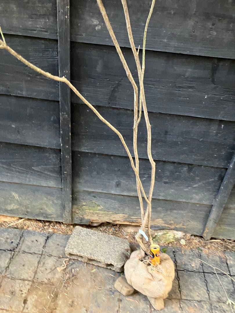 81 山採り　ニシキギ