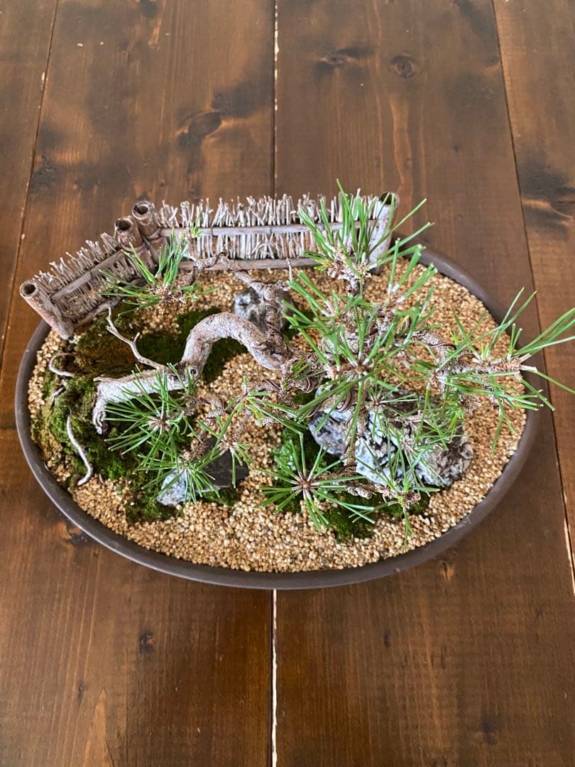 黒松の盆栽で作る和風庭園