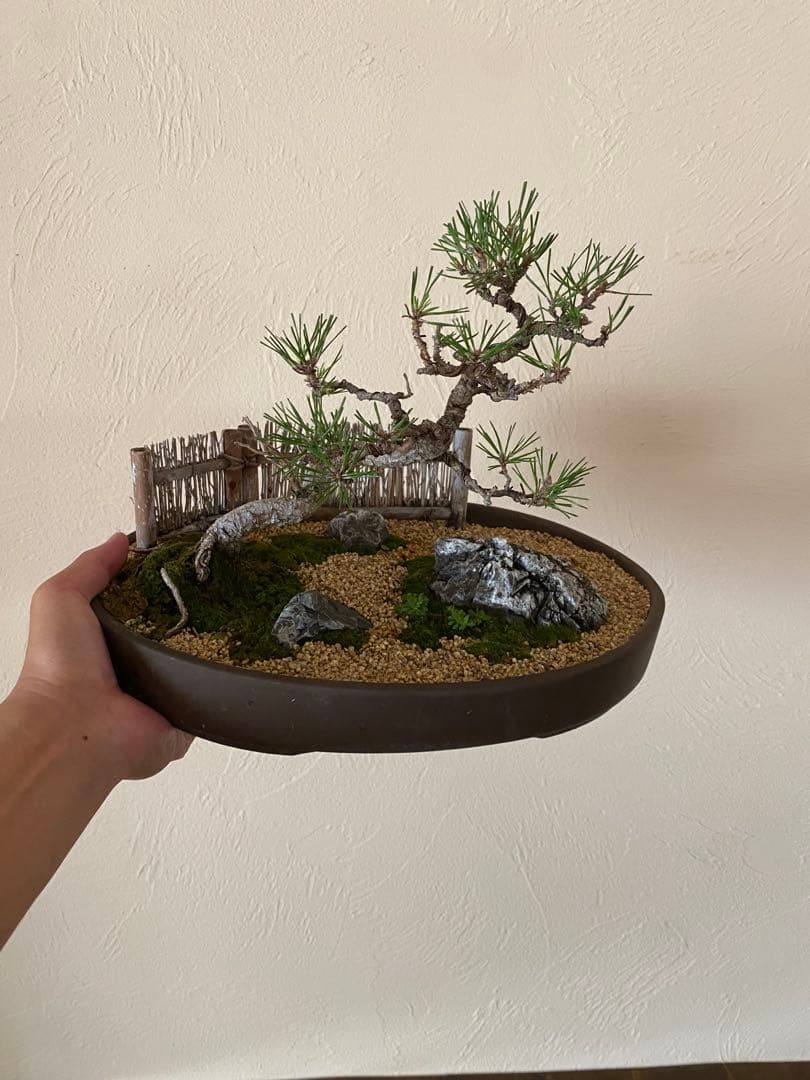 黒松の盆栽で作る和風庭園