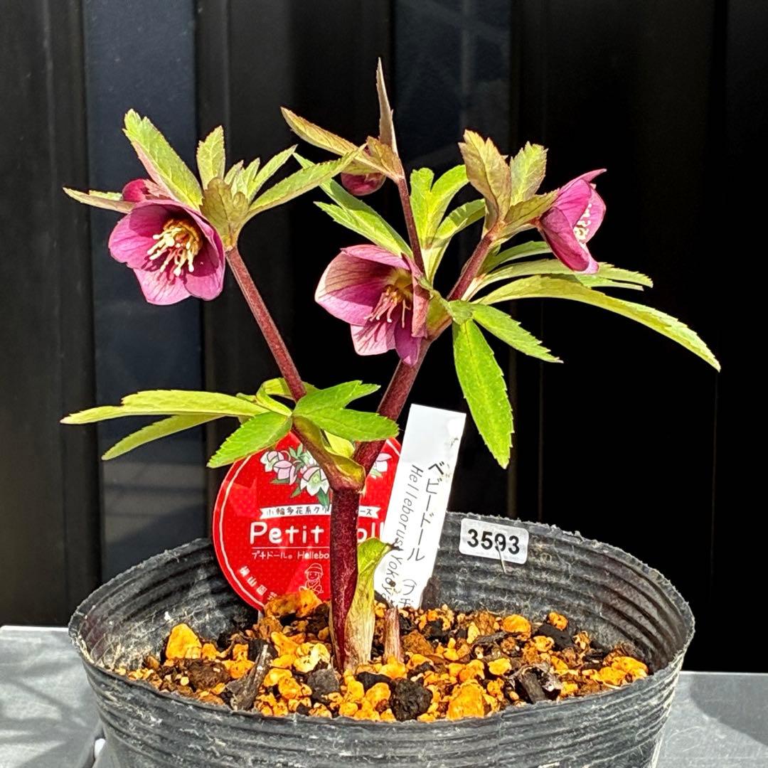 ま*ん様 93☘️蕾花タグ付☘️極上⭐️ベビードール⭐️超小輪コンパクト⭐️大人