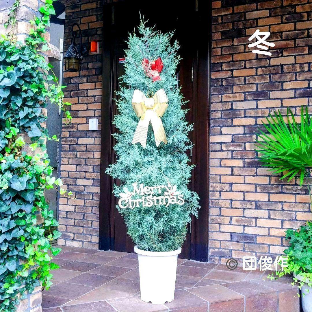 ブルーアイス 苗 200cm❗10号 綺麗な葉色 シルバーブルー 大型 自然樹形