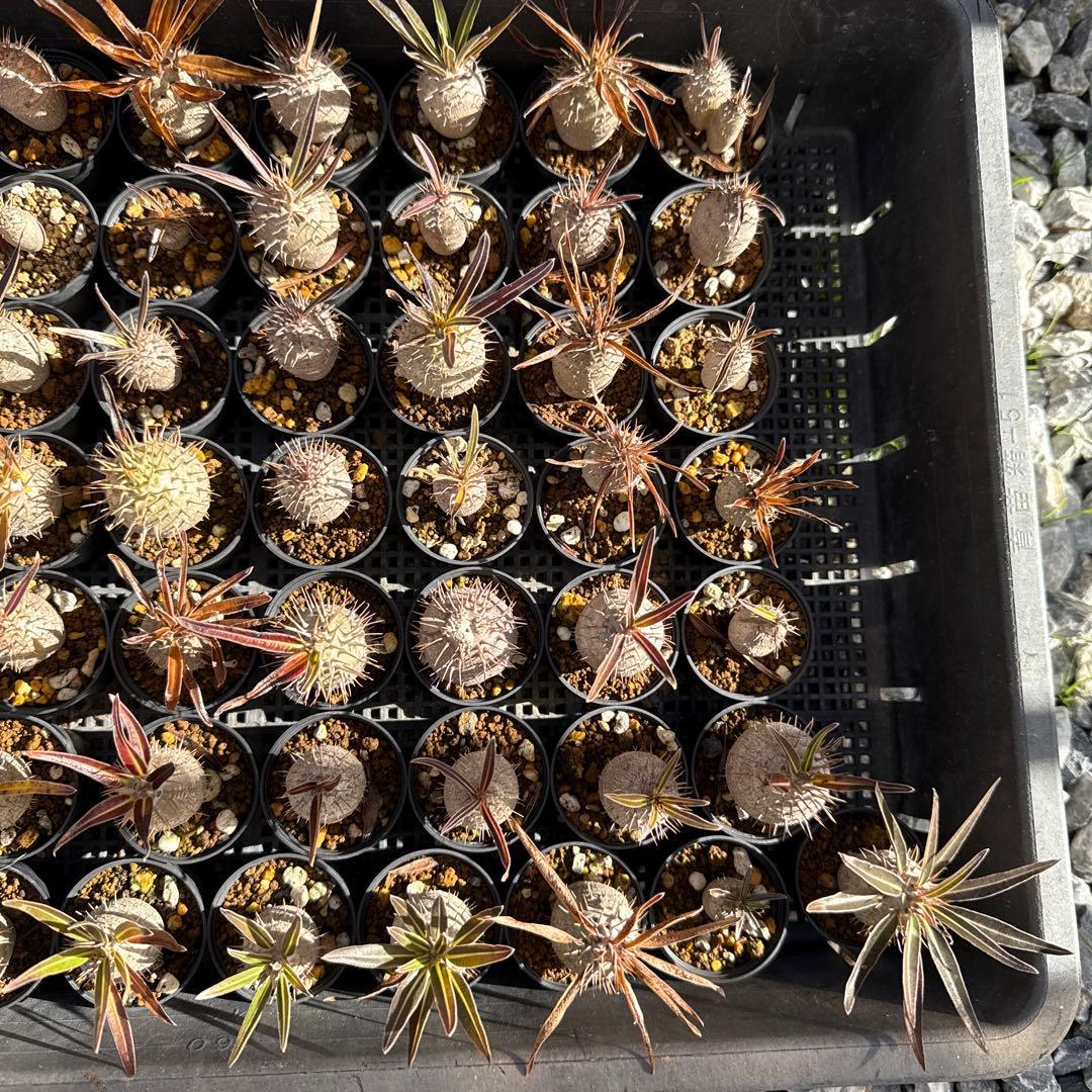 パキポディウムグラキリス