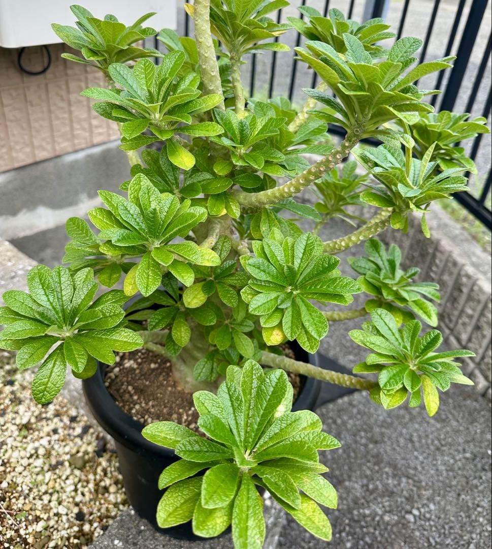 値下げ！ 早い者勝ち！ドルステニア　ギガス　大株